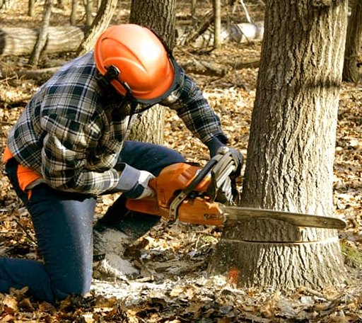 Tree Removal in Indianola, OK